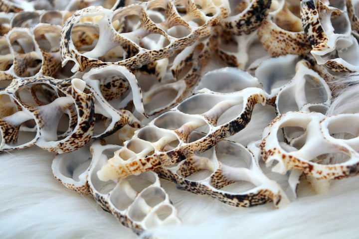Cerithium aluco Seashell Slices, 5 pieces / Cut Cerithium Shells, Spiral Shells, Natural Sea Shell, Nautical, Shell Pendants / Supplies
