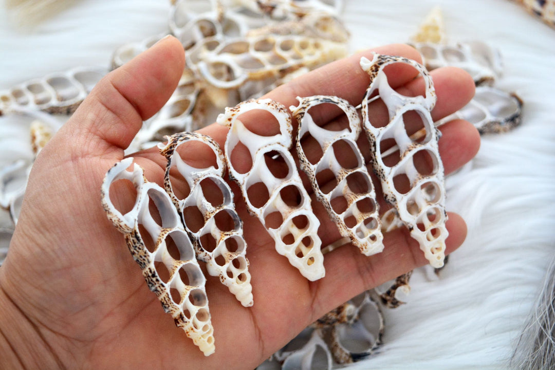 Cerithium Aluco Seashell Slices  5 Natural Spiral Shell Pieces for DIY Crafting, Shell Mirrors, Beach Decor, and Jewelry Supplies