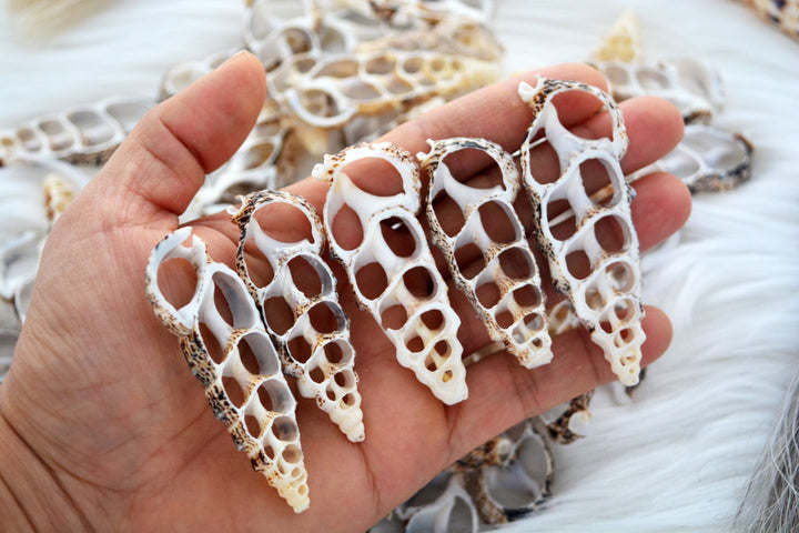 Cerithium Aluco Seashell Slices  5 Natural Spiral Shell Pieces for DIY Crafting, Shell Mirrors, Beach Decor, and Jewelry Supplies