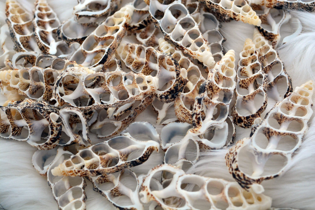Cerithium aluco Seashell Slices, 5 pieces / Cut Cerithium Shells, Spiral Shells, Natural Sea Shell, Nautical, Shell Pendants / Supplies