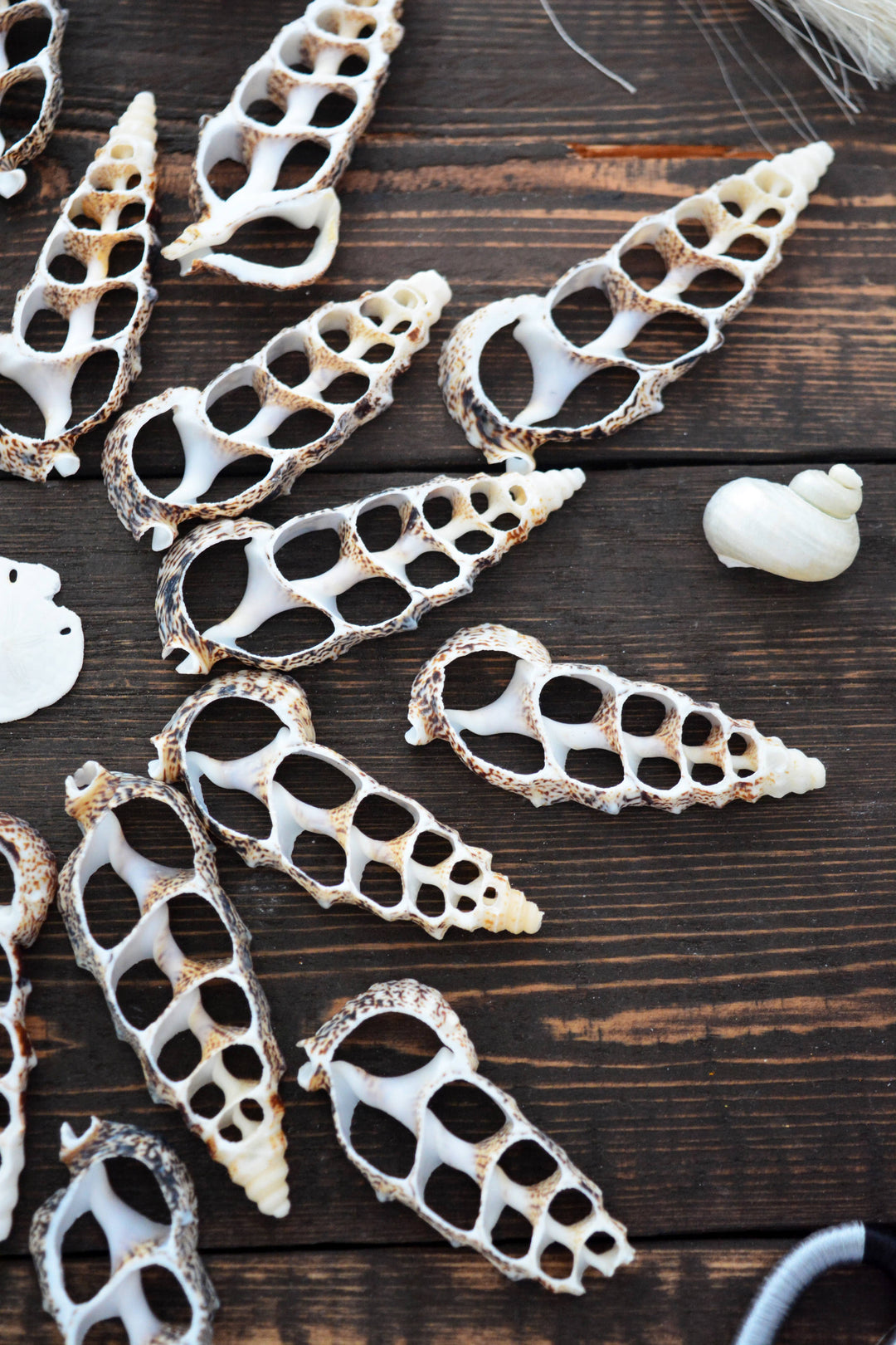Cerithium aluco Seashell Slices, 5 pieces / Cut Cerithium Shells, Spiral Shells, Natural Sea Shell, Nautical, Shell Pendants / Supplies