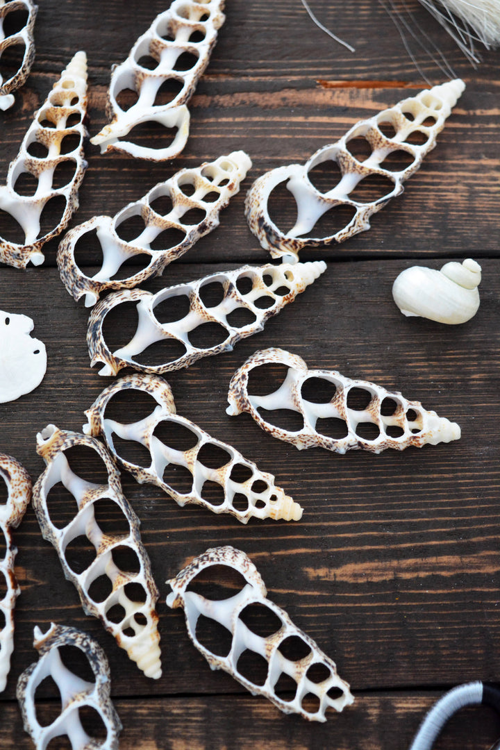 Cerithium aluco Seashell Slices, 5 pieces / Cut Cerithium Shells, Spiral Shells, Natural Sea Shell, Nautical, Shell Pendants / Supplies