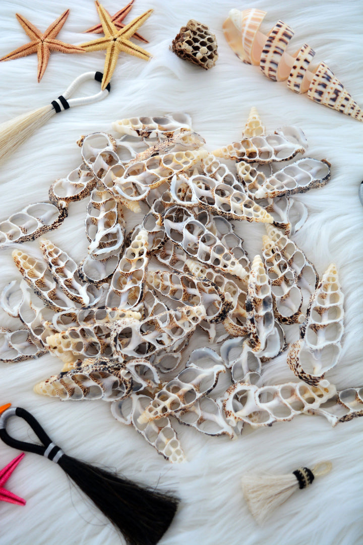 Cerithium Aluco Seashell Slices  5 Natural Spiral Shell Pieces for DIY Crafting, Shell Mirrors, Beach Decor, and Jewelry Supplies