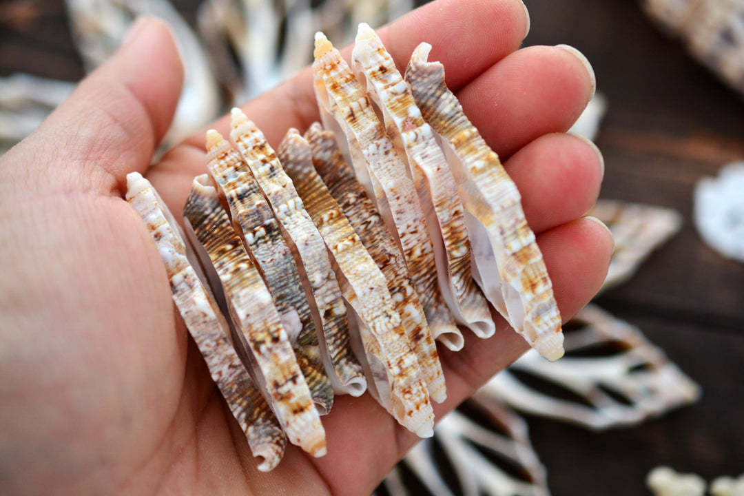 Strombus aurisdiane Seashell Slices, 5 pieces / Cut Strombus Shells, Spiral Shells, Natural Sea Shell, Nautical, Shell Pendants / Supplies