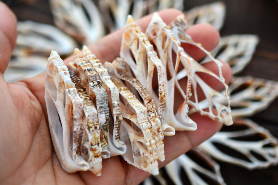 Strombus aurisdiane Seashell Slices, 5 pieces / Cut Strombus Shells, Spiral Shells, Natural Sea Shell, Nautical, Shell Pendants / Supplies