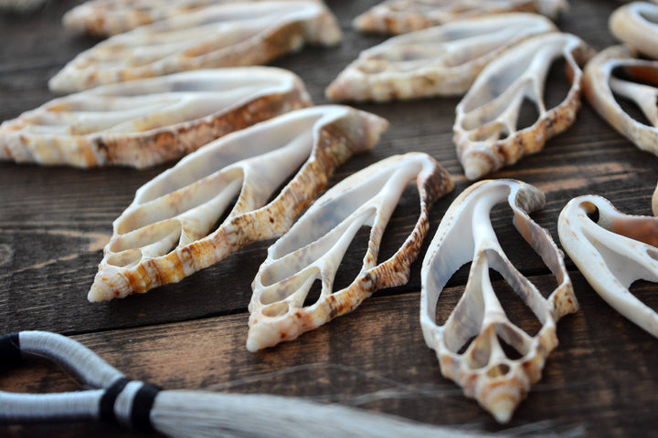 Strombus aurisdiane Seashell Slices, 5 pieces / Cut Strombus Shells, Spiral Shells, Natural Sea Shell, Nautical, Shell Pendants / Supplies