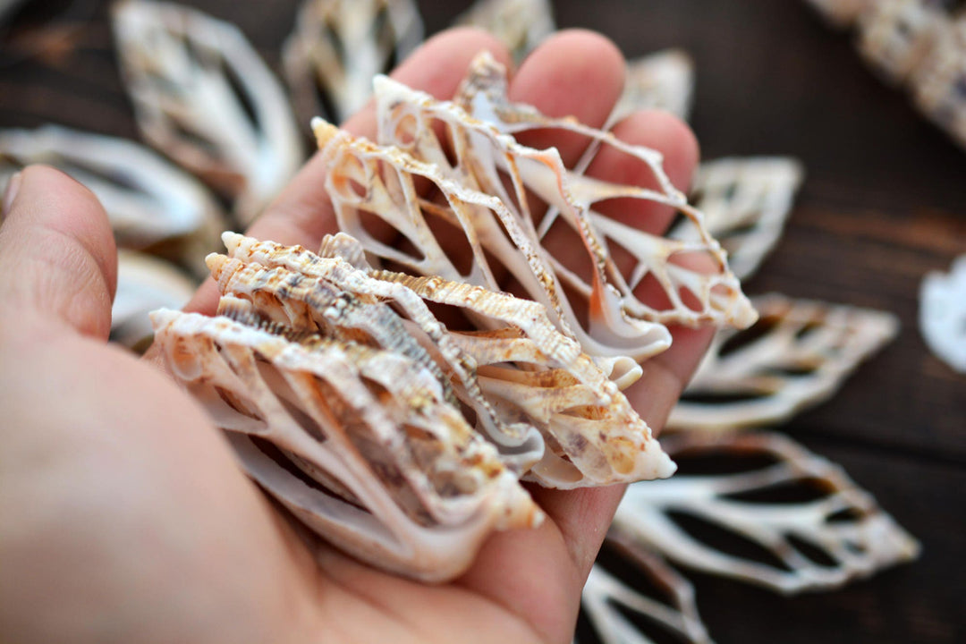 Strombus aurisdiane Seashell Slices, 5 pieces / Cut Strombus Shells, Spiral Shells, Natural Sea Shell, Nautical, Shell Pendants / Supplies