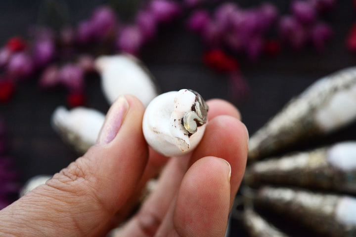 Drops in a Shell, 17x60mm, White Brass Seashell Nepali Pendant, One Pendant / Tibetan Jewelry, Yoga Jewelry, Nepal, Malas, Jewelry Supplies