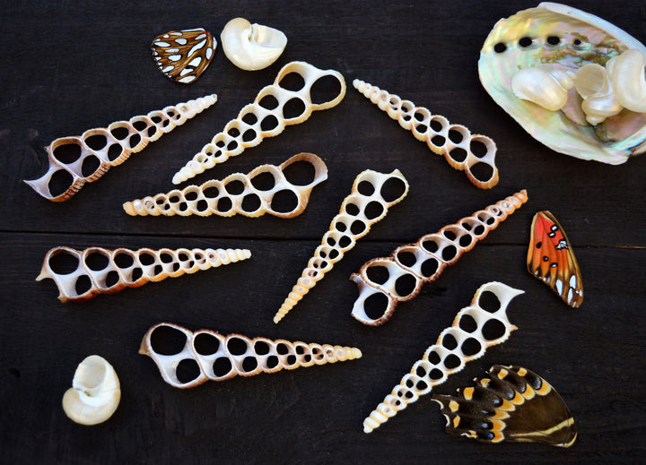 Terebra turritella Shell Slices, 5 pieces / Cut Shells, Spiral Shells, Spiral Seashells, Conch, Shell Craft, Shell Pendants / Supplies