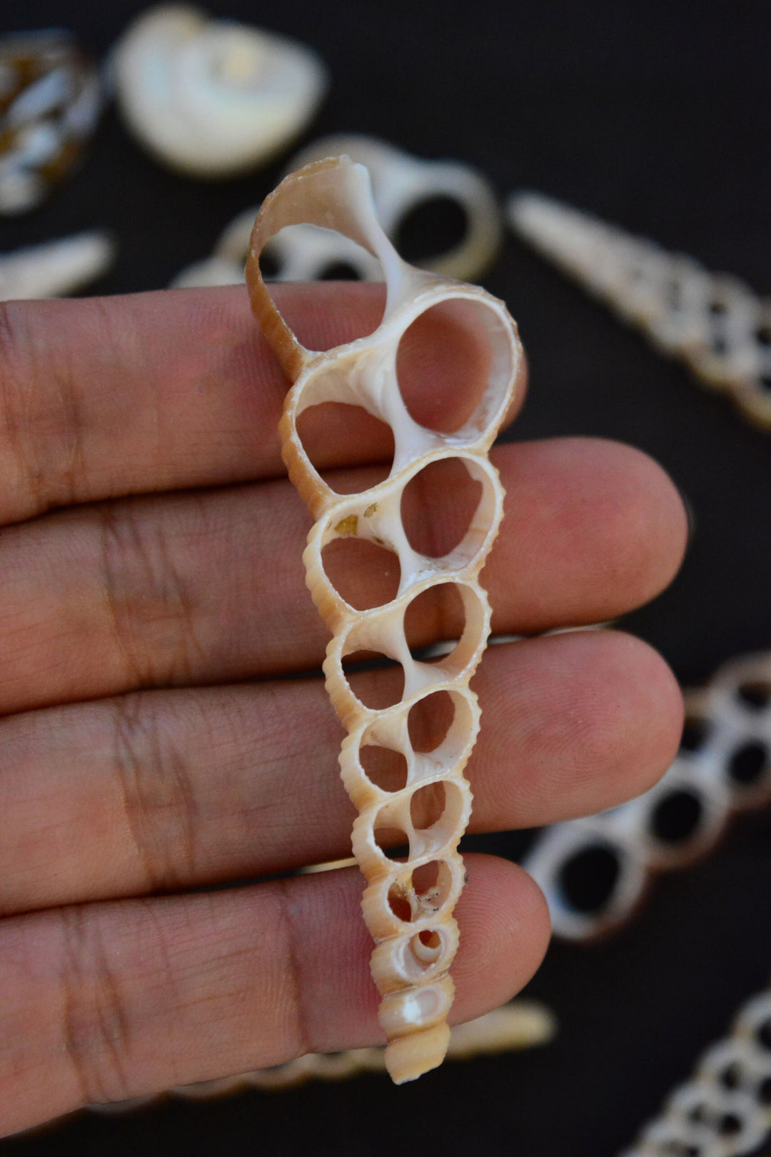 Terebra turritella Shell Slices, 5 pieces / Cut Shells, Spiral Shells, Spiral Seashells, Conch, Shell Craft, Shell Pendants / Supplies