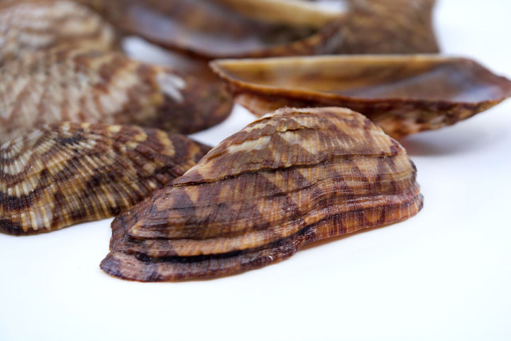 Turkey Wing Shells, Zebra Ark Seashells, 10 pcs (half shell) / Seashells, Sea Shells, Florida Shells / Jewelry Making Supplies