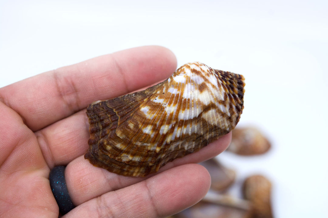 Turkey Wing Shells, Zebra Ark Seashells, 10 pcs (half shell) / Seashells, Sea Shells, Florida Shells / Jewelry Making Supplies