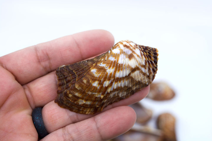 Turkey Wing Shells, Zebra Ark Seashells, 10 pcs (half shell) / Seashells, Sea Shells, Florida Shells / Jewelry Making Supplies