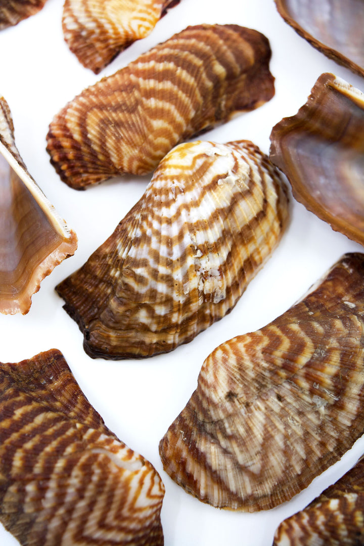 Turkey Wing Shells, Zebra Ark Seashells, 10 pcs (half shell) / Seashells, Sea Shells, Florida Shells / Jewelry Making Supplies