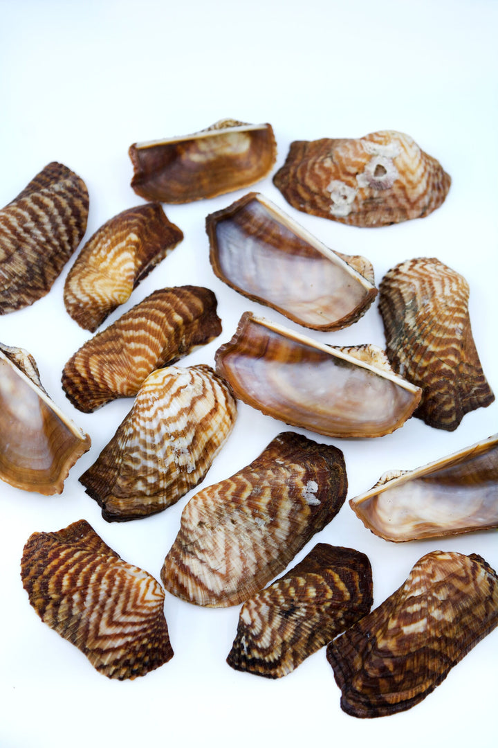 Turkey Wing Shells, Zebra Ark Seashells, 10 pcs (half shell) / Seashells, Sea Shells, Florida Shells / Jewelry Making Supplies