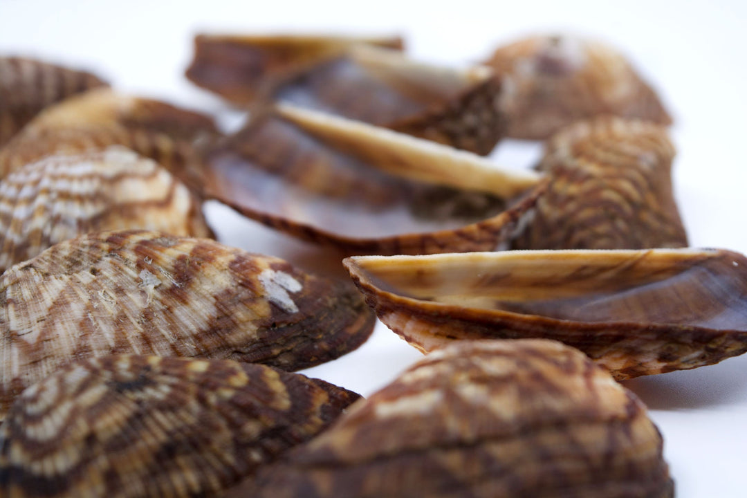 Turkey Wing Shells, Zebra Ark Seashells, 10 pcs (half shell) / Seashells, Sea Shells, Florida Shells / Jewelry Making Supplies