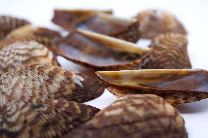 Turkey Wing Shells, Zebra Ark Seashells, 10 pcs (half shell) / Seashells, Sea Shells, Florida Shells / Jewelry Making Supplies
