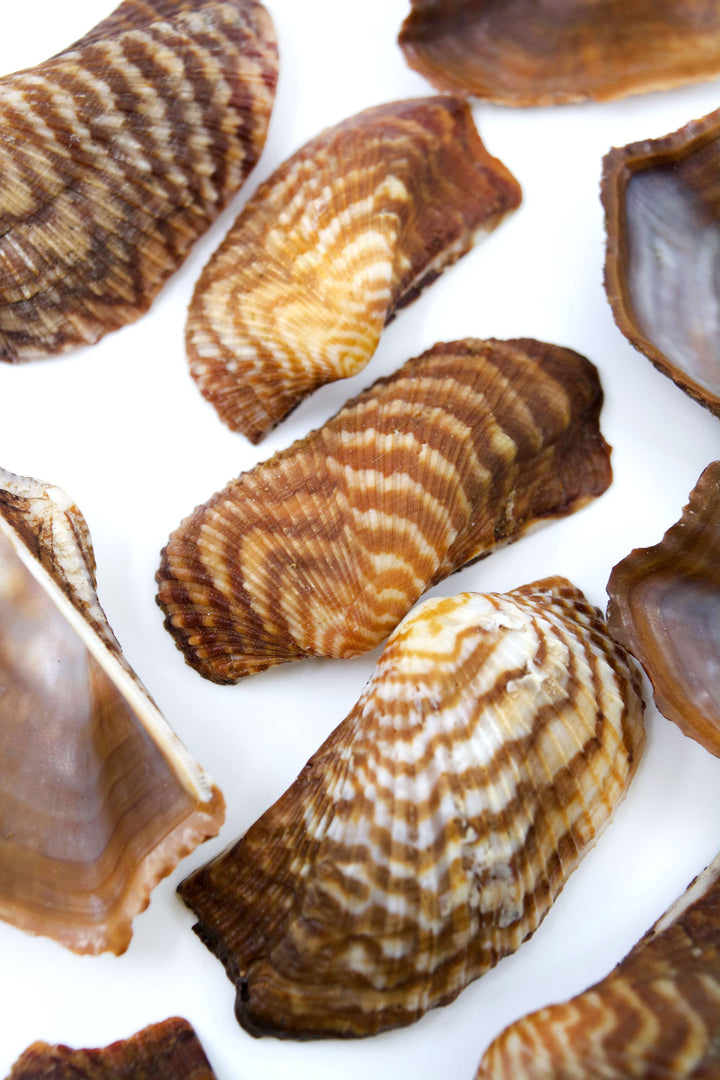 Turkey Wing Shells, Zebra Ark Seashells, 10 pcs (half shell) / Seashells, Sea Shells, Florida Shells / Jewelry Making Supplies