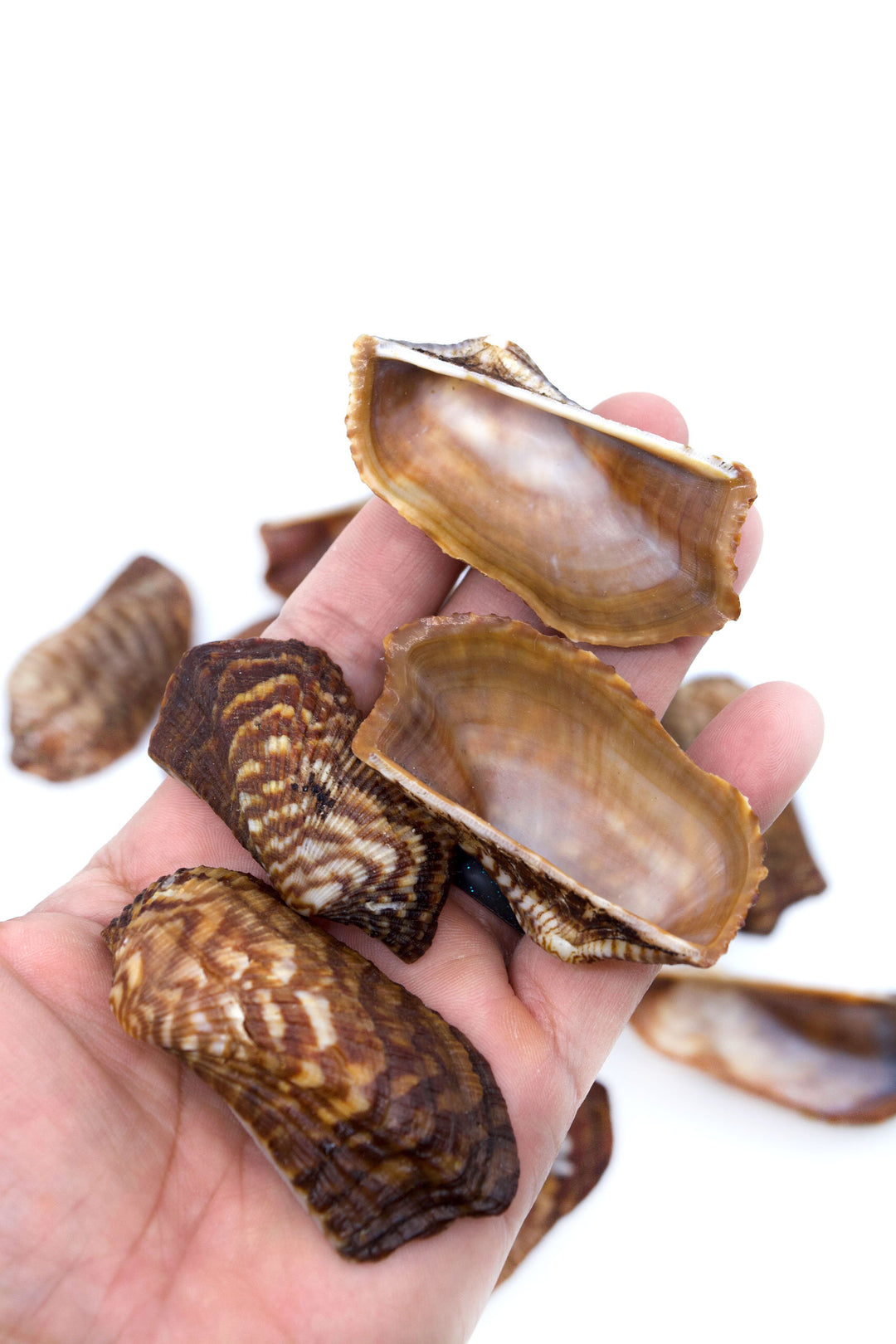 Turkey Wing Shells, Zebra Ark Seashells, 10 pcs (half shell) / Seashells, Sea Shells, Florida Shells / Jewelry Making Supplies