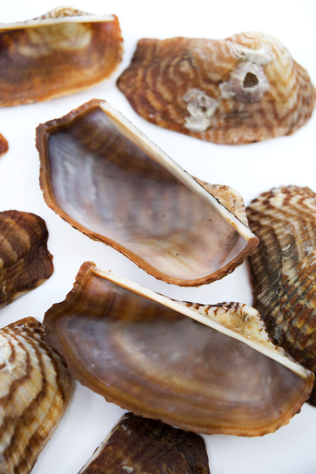 Turkey Wing Shells, Zebra Ark Seashells, 10 pcs (half shell) / Seashells, Sea Shells, Florida Shells / Jewelry Making Supplies