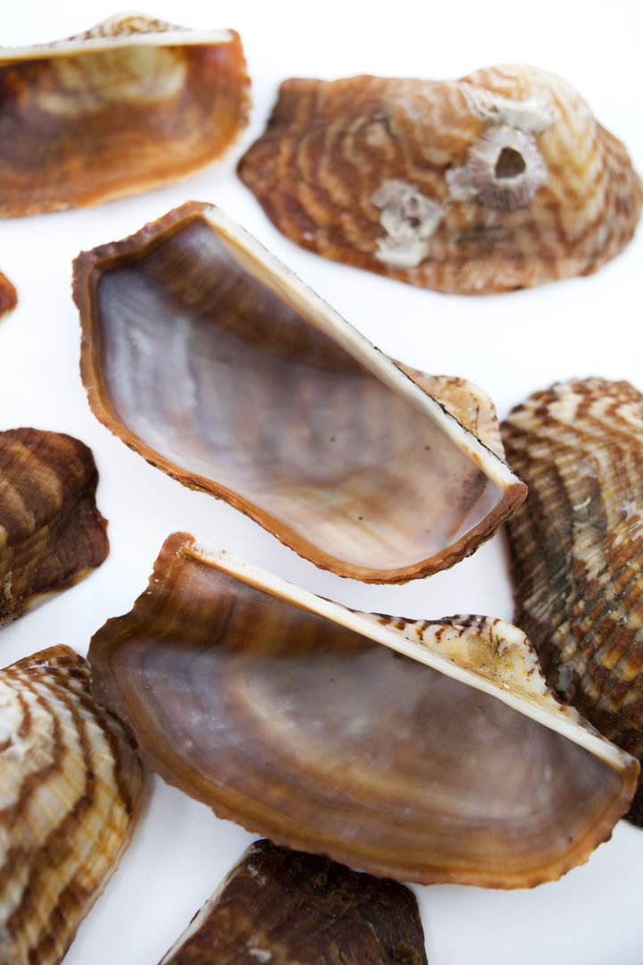 Turkey Wing Shells, Zebra Ark Seashells, 10 pcs (half shell) / Seashells, Sea Shells, Florida Shells / Jewelry Making Supplies