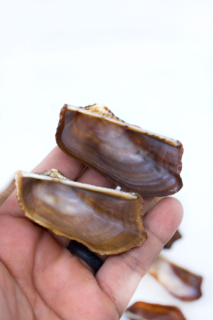 Turkey Wing Shells, Zebra Ark Seashells, 10 pcs (half shell) / Seashells, Sea Shells, Florida Shells / Jewelry Making Supplies