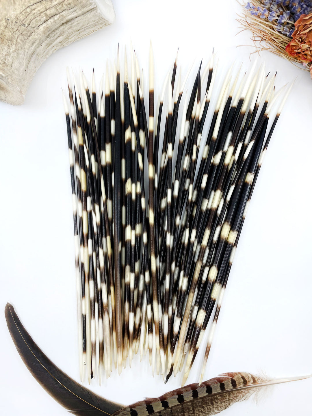 Authentic African Porcupine Quills – 5 Cruelty-Free Quills, 9-11" Natural Quills for Quillwork (5 Pieces)