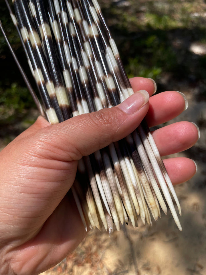 Authentic African Porcupine Quills – 5 Cruelty-Free Quills, 9-11" Natural Quills for Quillwork (5 Pieces)