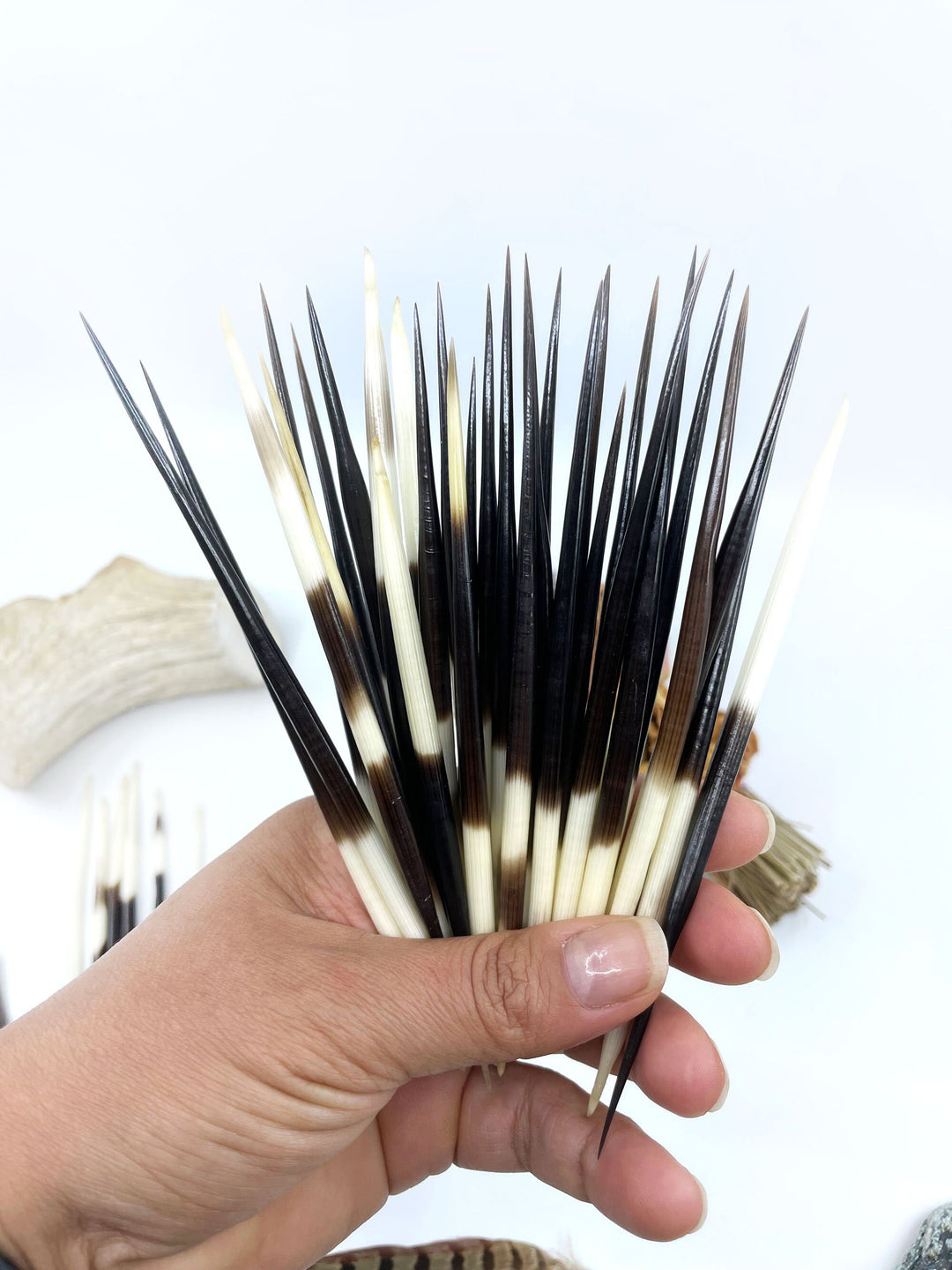 Authentic African Porcupine Quills – 5 Cruelty-Free Quills, 3-4" Tiny Quills for Quillwork (5 Pieces)