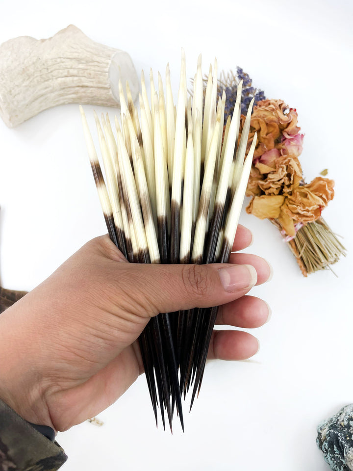 Authentic African Porcupine Quills – 5 Cruelty-Free Quills, 5-7" Natural Quills for Quillwork (5 Pieces)