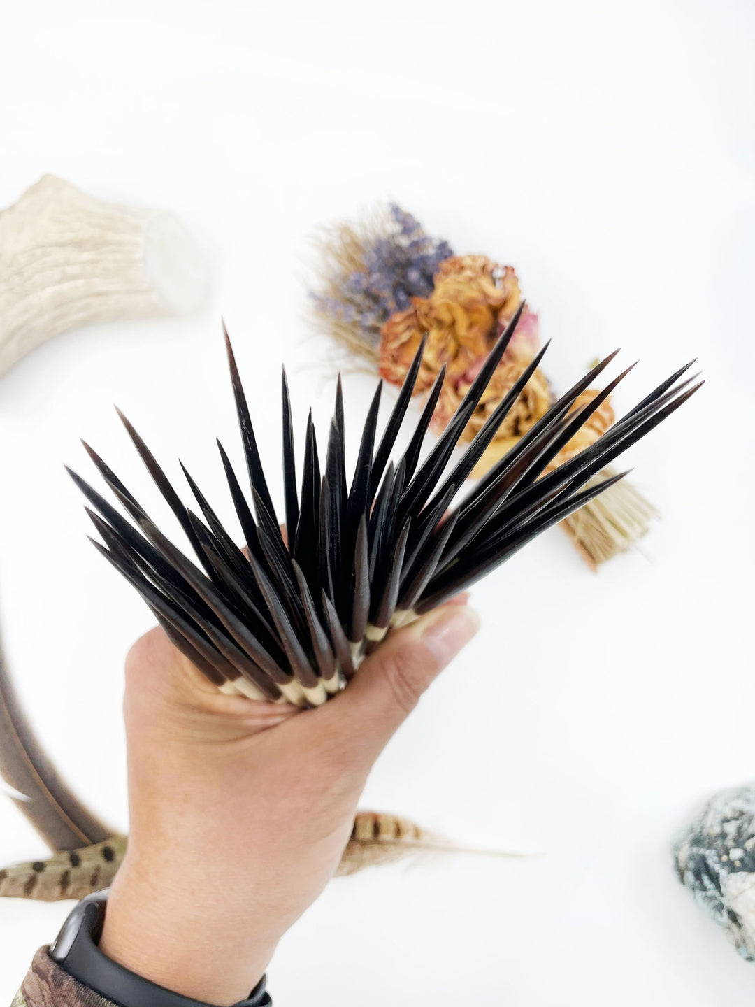 Authentic African Porcupine Quills – 5 Cruelty-Free Quills, 5-7" Natural Quills for Quillwork (5 Pieces)