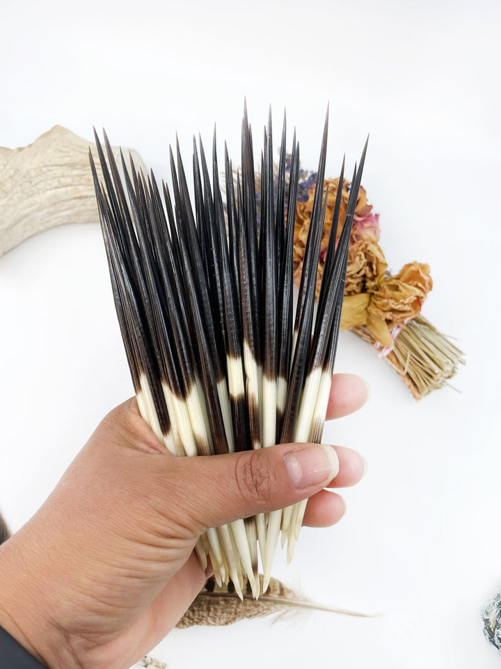 Authentic African Porcupine Quills – 5 Cruelty-Free Quills, 5-7" Natural Quills for Quillwork (5 Pieces)