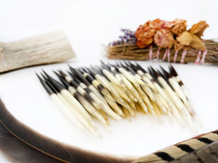 Authentic African Porcupine Quills – 5 Cruelty-Free Quills, 5-7" Natural Quills for Quillwork (5 Pieces)