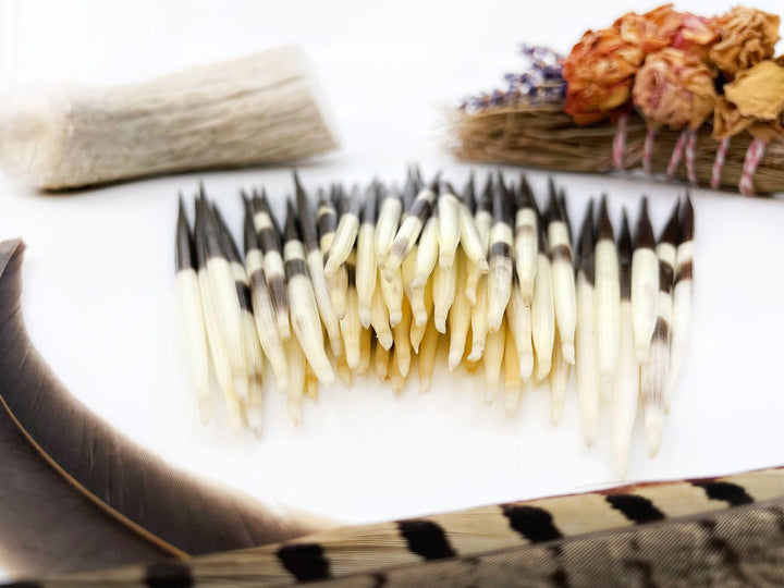 Authentic African Porcupine Quills – 5 Cruelty-Free Quills, 5-7" Natural Quills for Quillwork (5 Pieces)