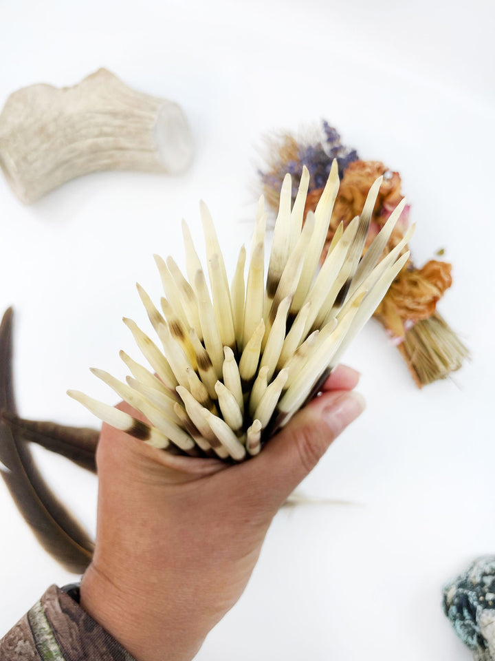 Authentic African Porcupine Quills – 5 Cruelty-Free Quills, 5-7" Natural Quills for Quillwork (5 Pieces)