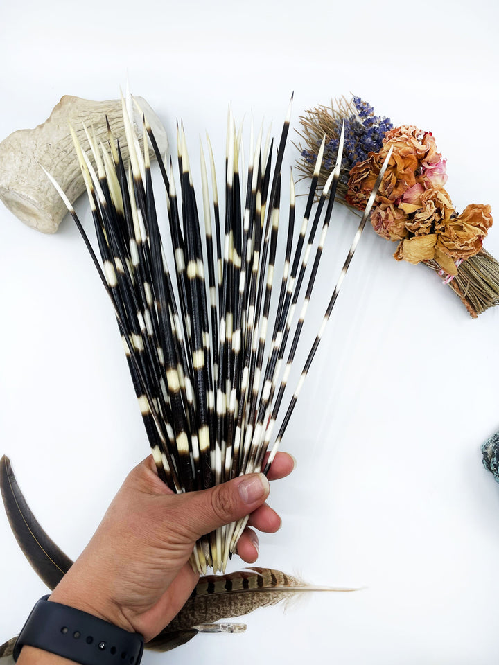 Authentic African Porcupine Quills – 5 Cruelty-Free Quills, 9-11" Natural Quills for Quillwork (5 Pieces)