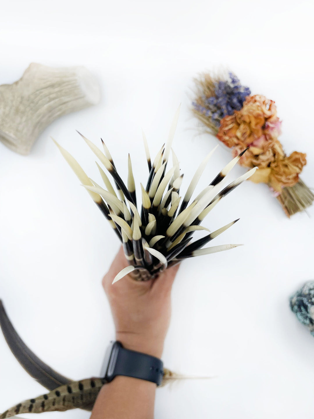 Authentic African Porcupine Quills – 5 Cruelty-Free Quills, 9-11" Natural Quills for Quillwork (5 Pieces)