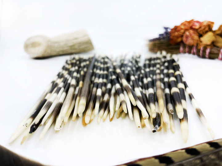 Authentic African Porcupine Quills – 5 Cruelty-Free Quills, 9-11" Natural Quills for Quillwork (5 Pieces)