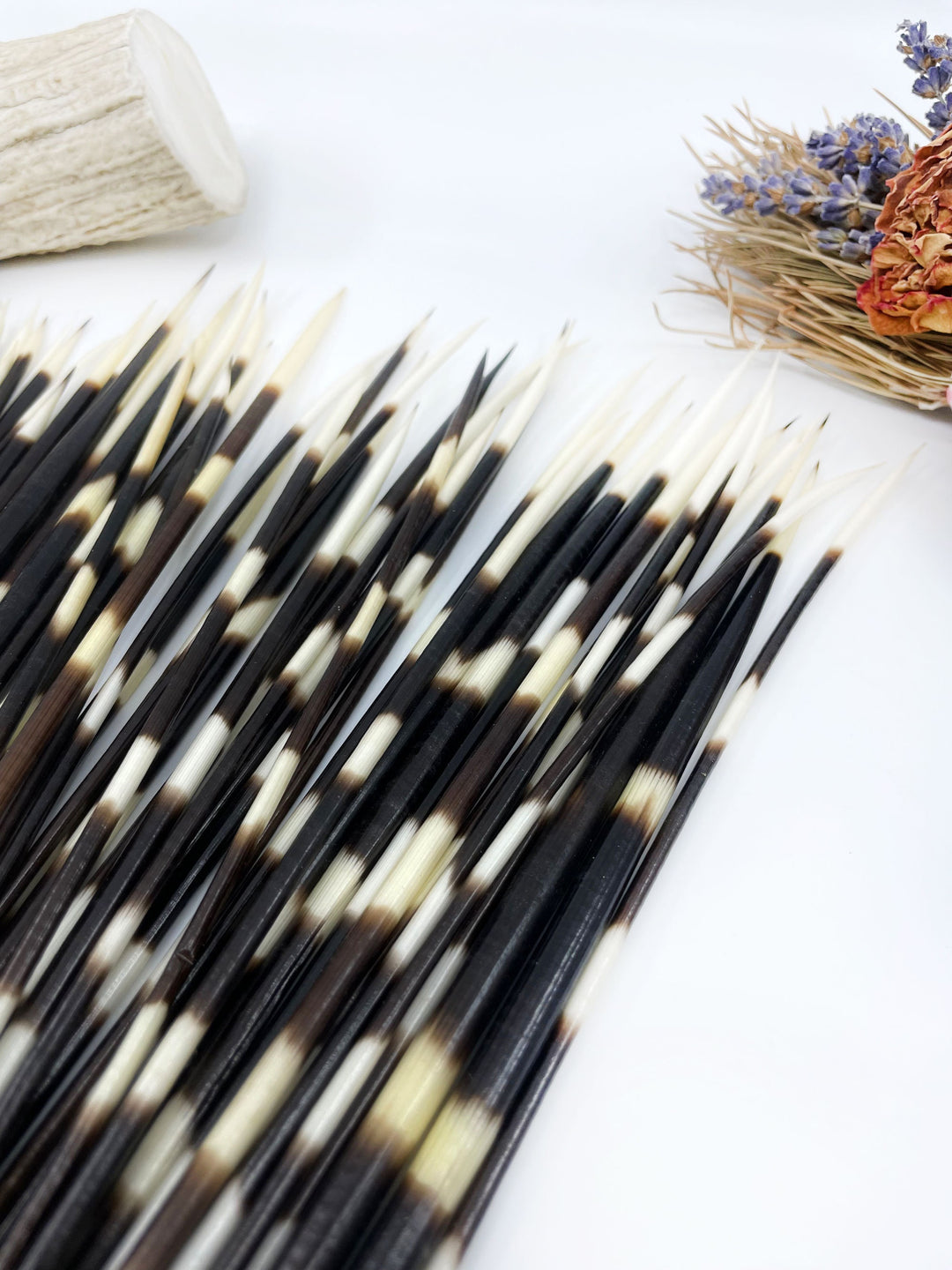 Authentic African Porcupine Quills – 5 Cruelty-Free Quills, 9-11" Natural Quills for Quillwork (5 Pieces)