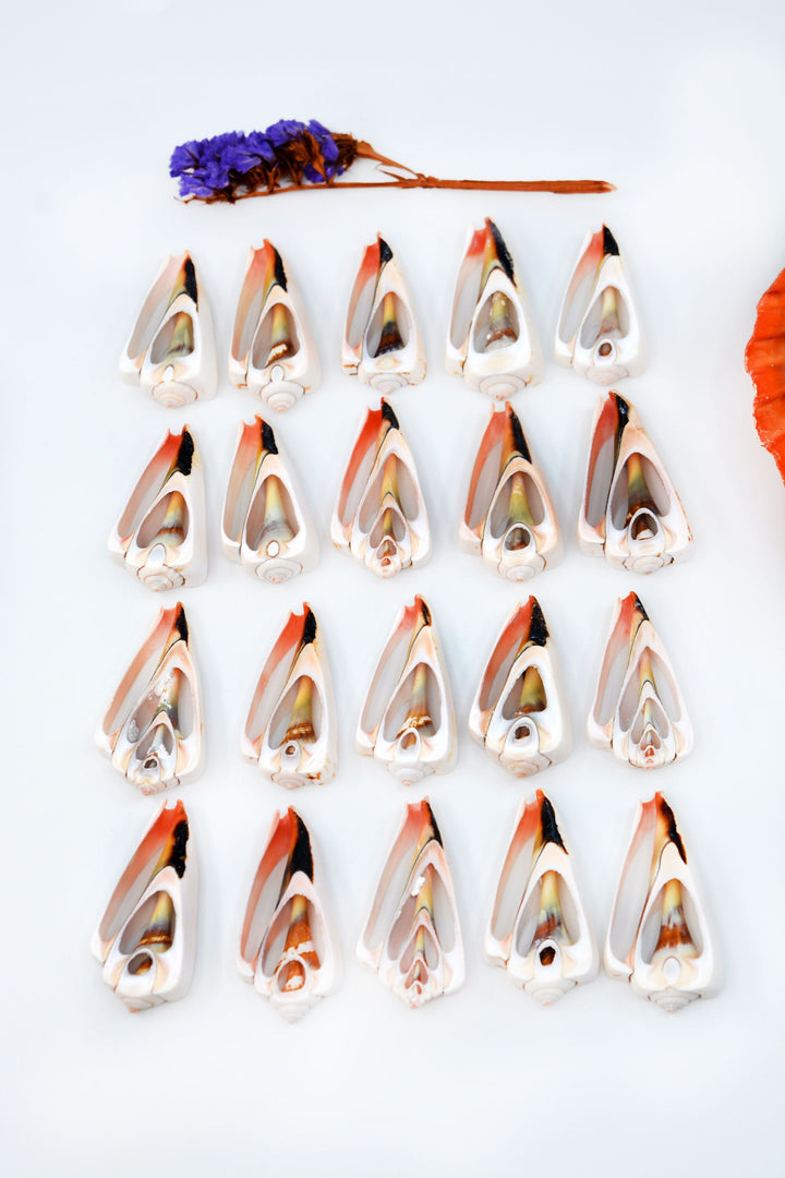 Strawberry Strombus Shells: Strawberry Conch Seashell Slices, 5 pieces / Cut Shells, Spiral Shells, Conchs, Seashell Crafts / Supplies
