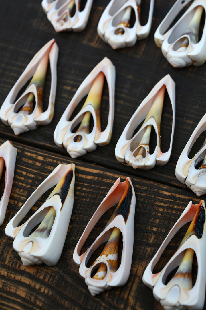 Strawberry Strombus Shells: Strawberry Conch Seashell Slices, 5 pieces / Cut Shells, Spiral Shells, Conchs, Seashell Crafts / Supplies
