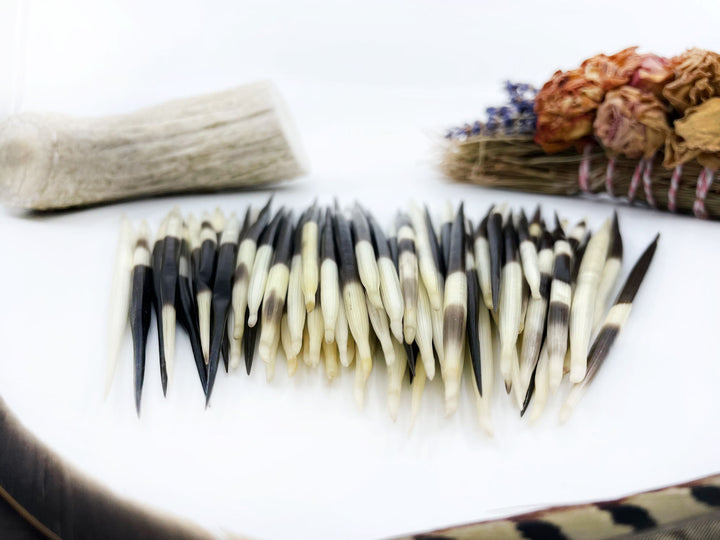Authentic African Porcupine Quills – 5 Cruelty-Free Quills, 3-4" Tiny Quills for Quillwork (5 Pieces)