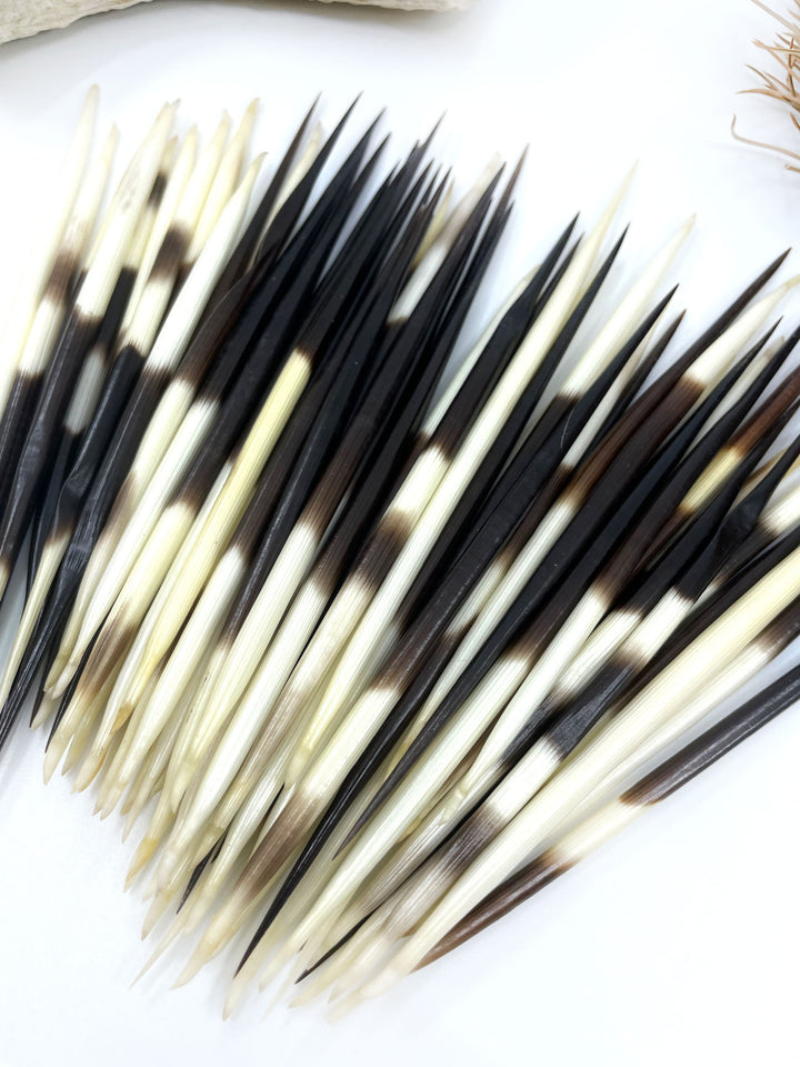 Authentic African Porcupine Quills – 5 Cruelty-Free Quills, 3-4" Tiny Quills for Quillwork (5 Pieces)