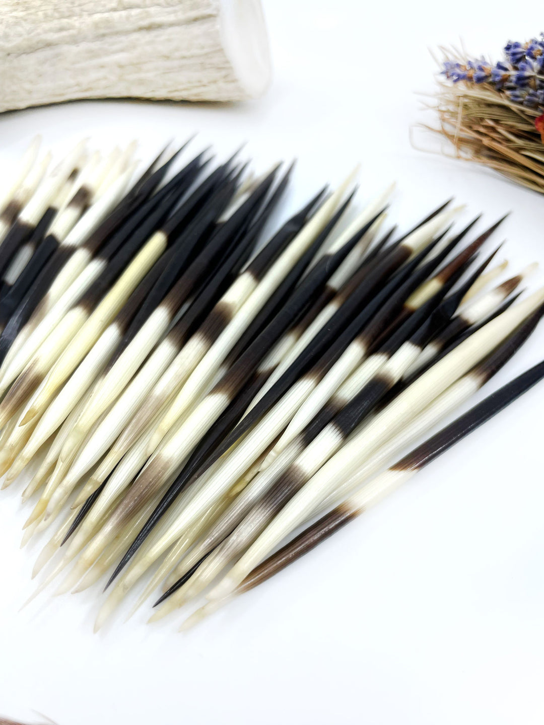 Authentic African Porcupine Quills – 5 Cruelty-Free Quills, 3-4" Tiny Quills for Quillwork (5 Pieces)