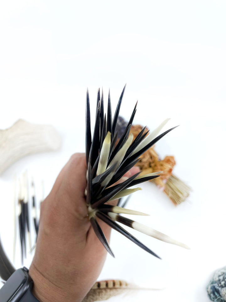 Authentic African Porcupine Quills – 5 Cruelty-Free Quills, 3-4" Tiny Quills for Quillwork (5 Pieces)