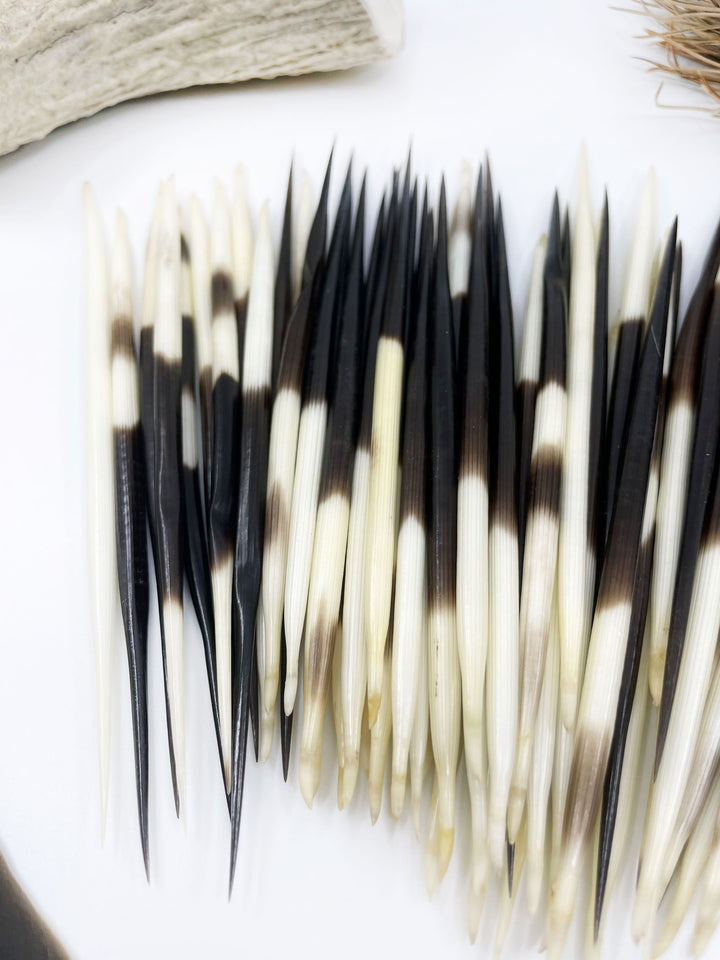 Authentic African Porcupine Quills – 5 Cruelty-Free Quills, 3-4" Tiny Quills for Quillwork (5 Pieces)