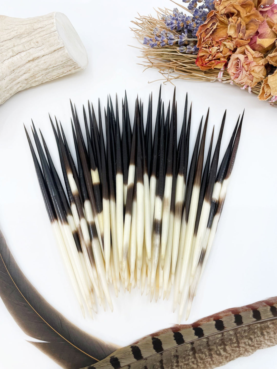 Authentic African Porcupine Quills – 5 Cruelty-Free Quills, 5-7" Natural Quills for Quillwork (5 Pieces)