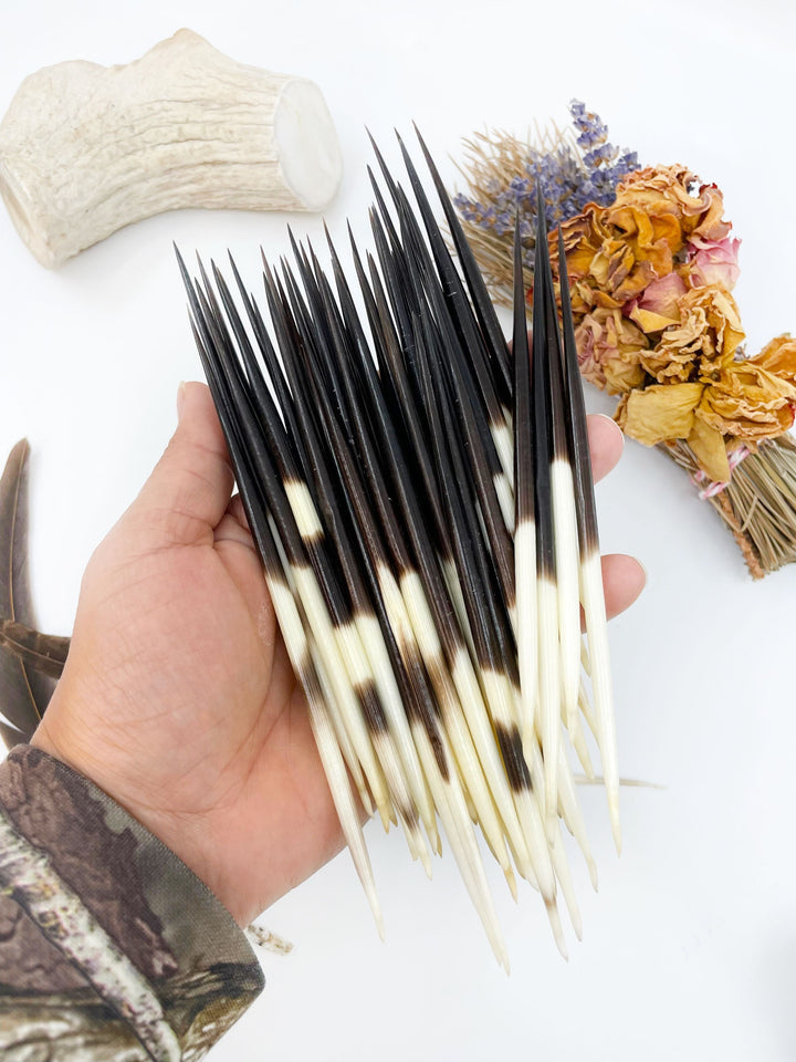 Authentic African Porcupine Quills – 5 Cruelty-Free Quills, 5-7" Natural Quills for Quillwork (5 Pieces)