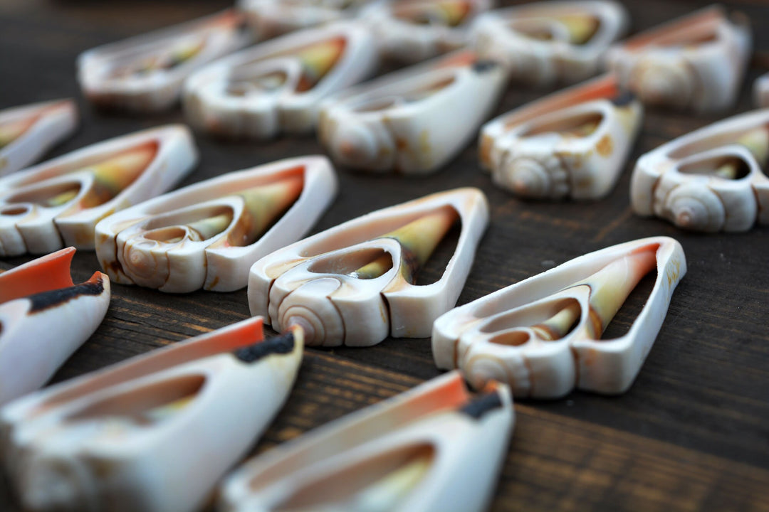 Strawberry Strombus Shells: Strawberry Conch Seashell Slices, 5 pieces / Cut Shells, Spiral Shells, Conchs, Seashell Crafts / Supplies