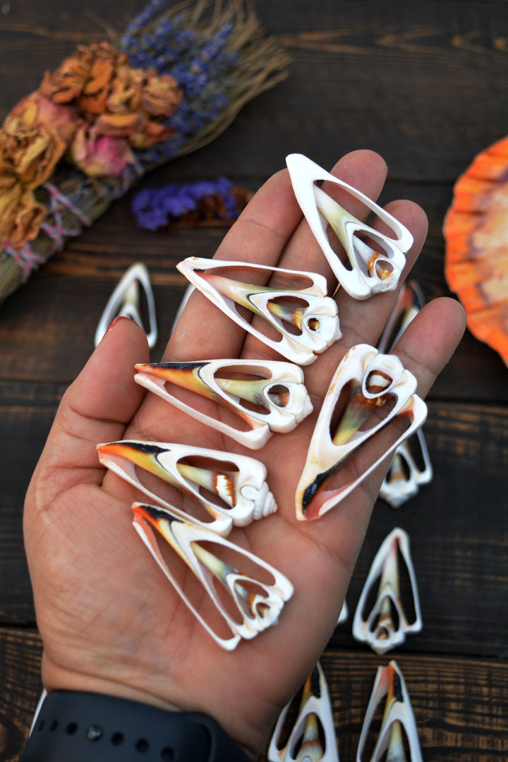 Strawberry Strombus Shells: Strawberry Conch Seashell Slices, 5 pieces / Cut Shells, Spiral Shells, Conchs, Seashell Crafts / Supplies